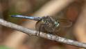 Pachydiplax longipennis (Blue Dasher) male.jpg